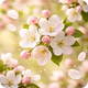 Orchard Blosoom