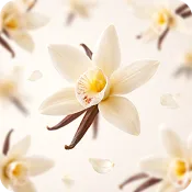 Vanilla
